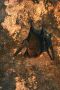 Amazonas06 - 431 * Bats resting in Galo de Serra (Rooster of the Mountains) cave near Iracema Falls.